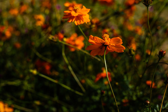 黃花