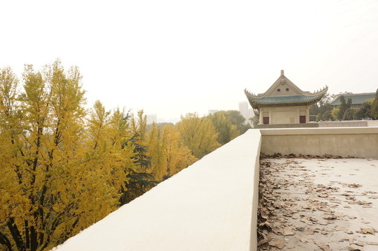 武漢大學(xué) 建筑 秋天 櫻花大道