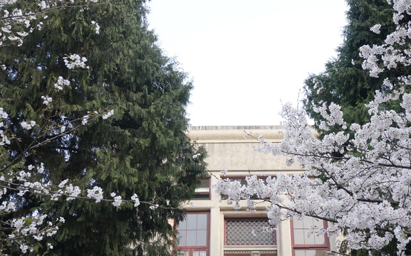 武漢大學(xué) 櫻花 建筑