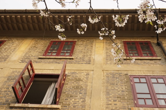 武漢大學(xué) 櫻花 建筑