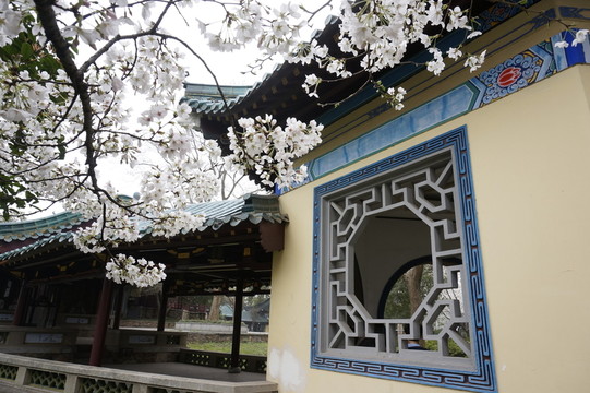 櫻花 武漢 櫻園 攝影