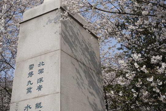 武大櫻花 攝影