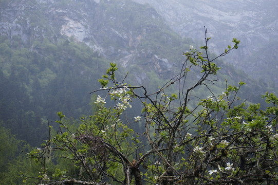 高山杜鵑 畢棚溝 風(fēng)景攝影