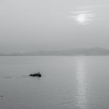 礁石 海鷗