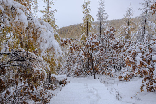 秋天瑞雪