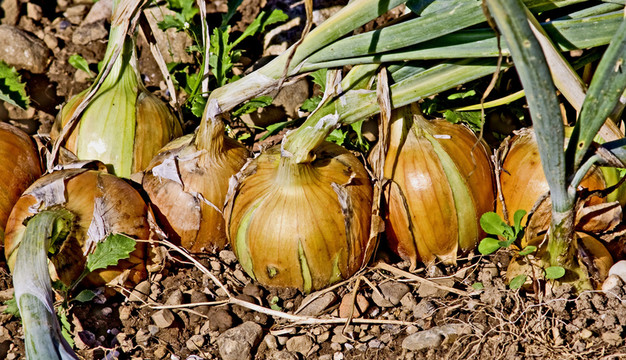 zwiebelbeet