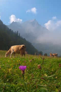 山