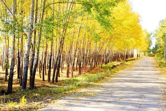 樹林 樹陰 林蔭道 楊樹 樺樹