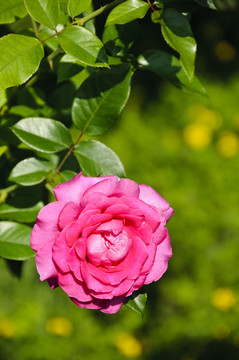 花園
