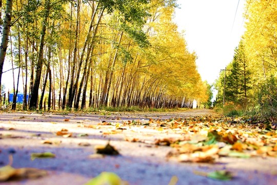 樹林 樹陰 林蔭道 楊樹 樺樹