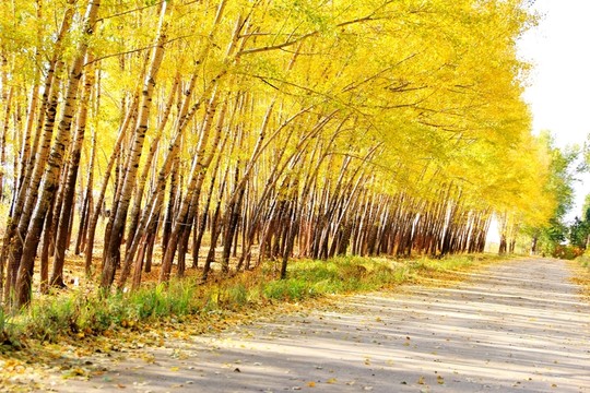 樹林 樹陰 林蔭道 楊樹 樺樹