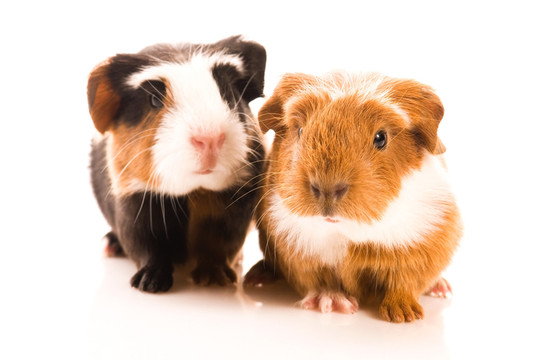 動物