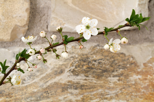 開(kāi)花的春天櫻桃（李屬accolade）