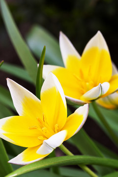 花