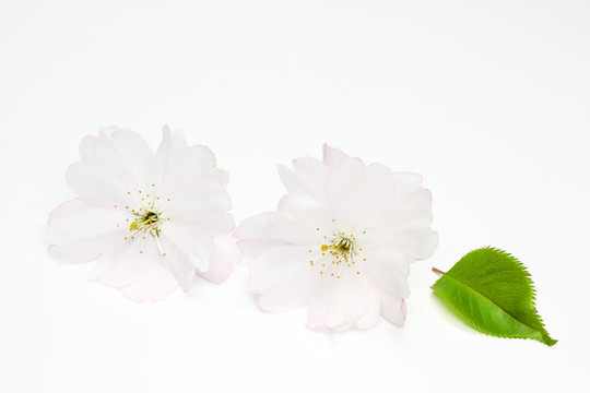 開(kāi)花的春天櫻桃（李屬accolade）