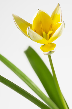 野生郁金香（tulipa sylvestris）