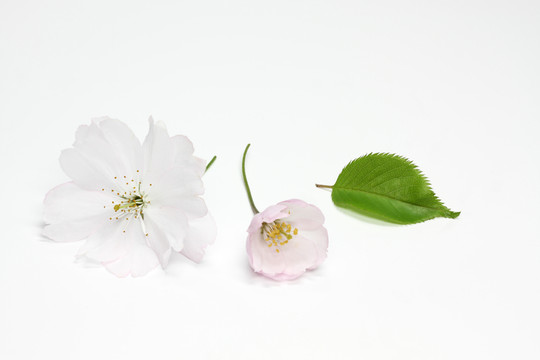 櫻花