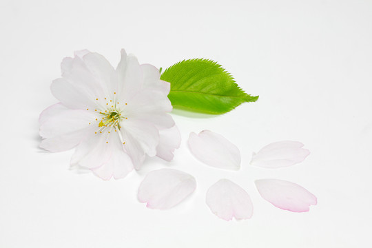 開(kāi)花的春天櫻桃（李屬accolade）