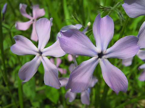 花園