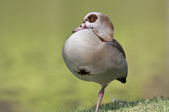 nilgans