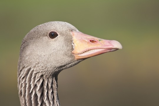 greylag