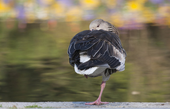greylag