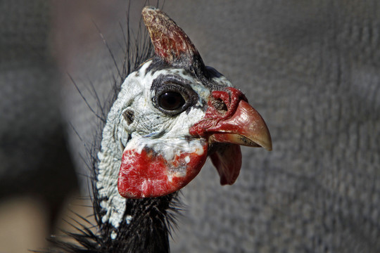 helmperlhuhn