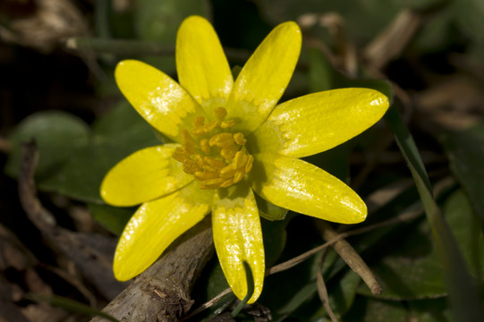 花