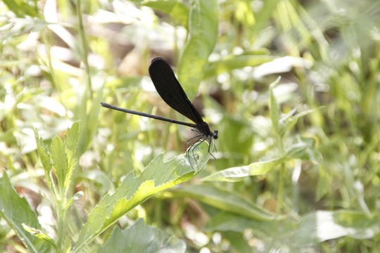 蜻蜓 黑蜻蜓 小蜻蜓 昆蟲 夏