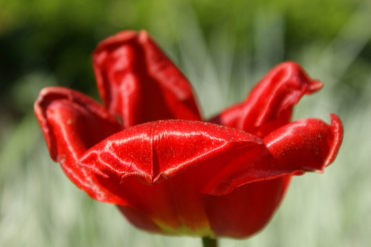 花園