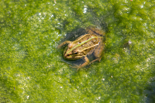泡