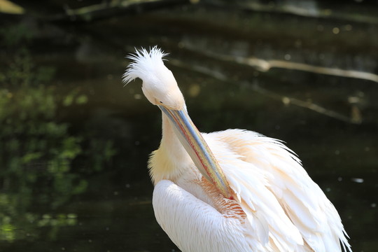 鳥