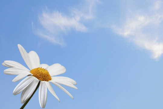 夏
