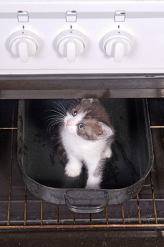 動物