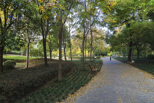 公園小路