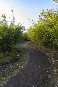 竹林小路