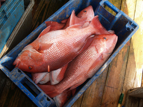 魚