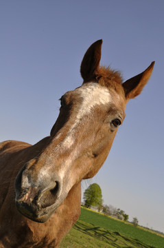 pferdeportrait