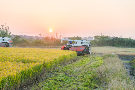 稻田 高清大圖