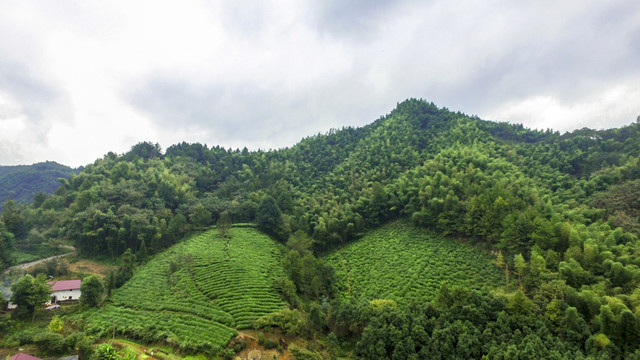 生態(tài)茶園