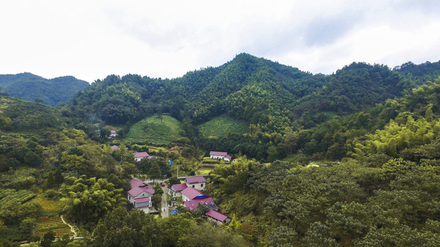 高山茶園