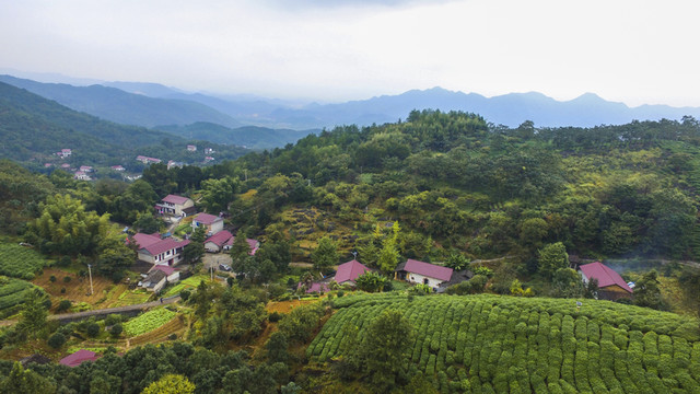 高山茶園