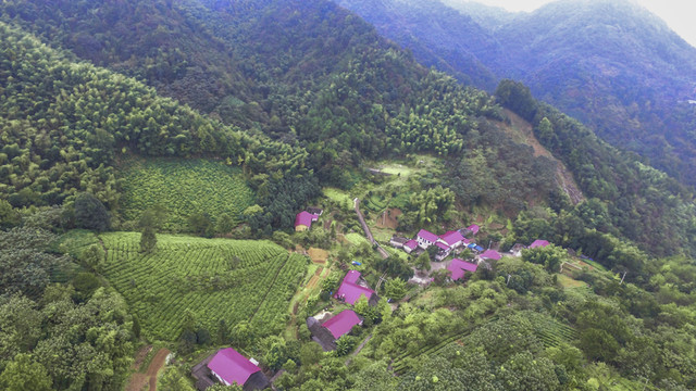 高山茶園