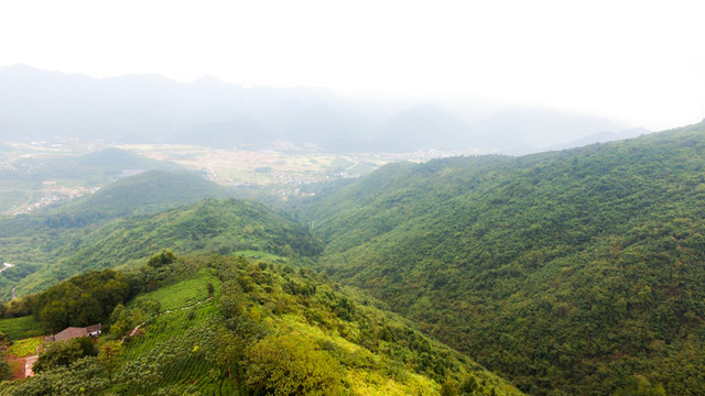 高山茶園