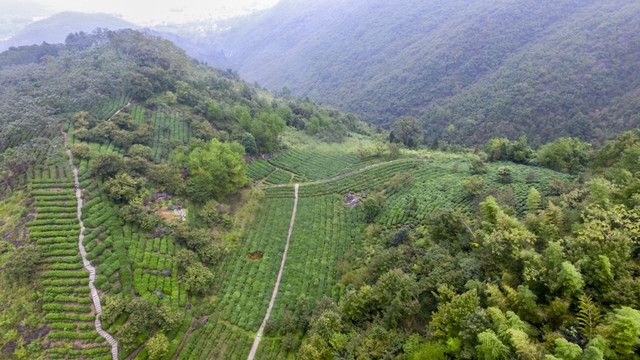 高山茶園