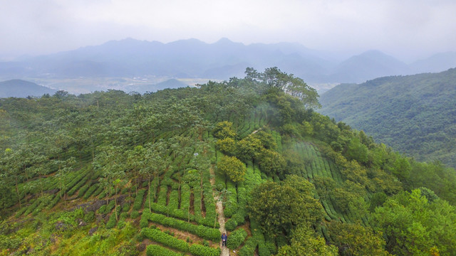 高山茶園