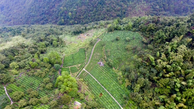 茶園茶山