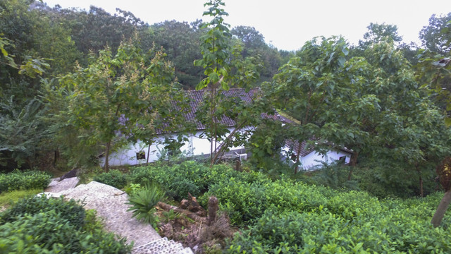 茶園茶山