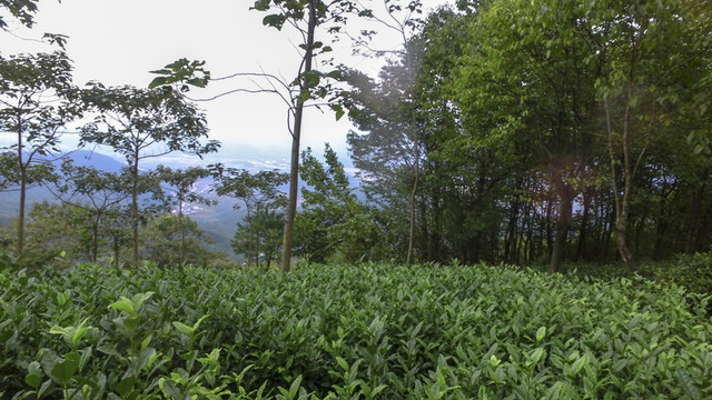 茶園風(fēng)光