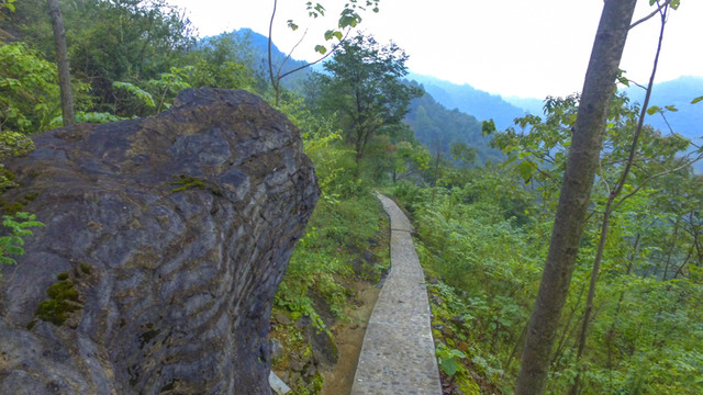 茶園風(fēng)光